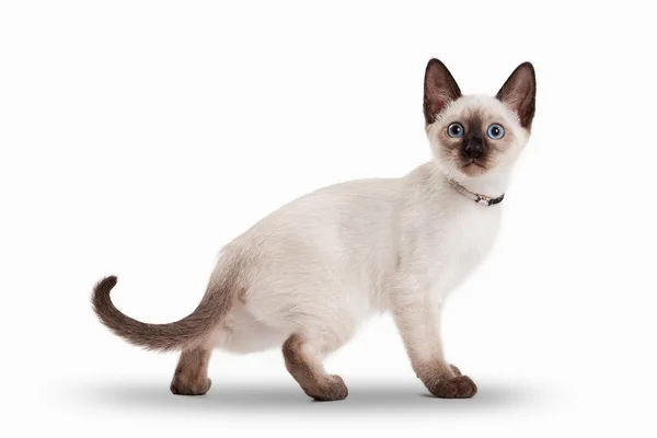 Thai cat on white background — Stock Photo, Image