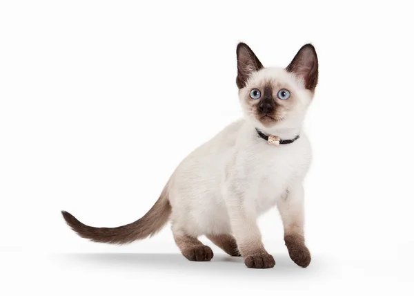 Tajski kot na białym tle — Zdjęcie stockowe