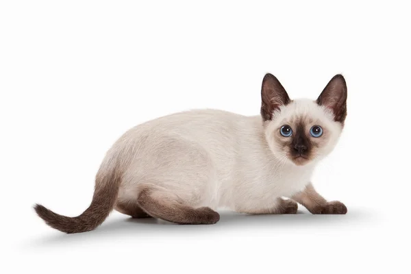 Gato tailandés sobre fondo blanco — Foto de Stock