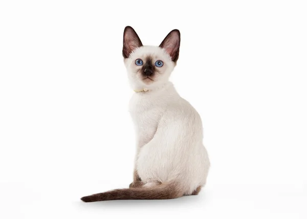 Thai cat on white background — Stock Photo, Image