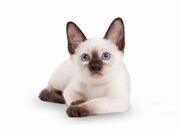 Thai cat on white background — Stock Photo, Image