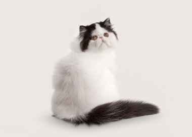 Beyaz arka planda küçük Farsça yavru kedi