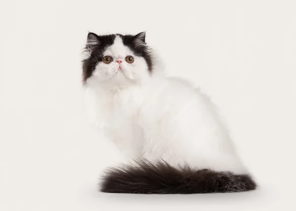 Маленький персидский котенок на белом фоне — стоковое фото