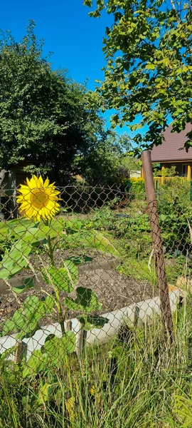Garten Mit Sonnenblumen Vor Einem Alten Holzhaus Sonnenblume Hinter Dem — Stockfoto