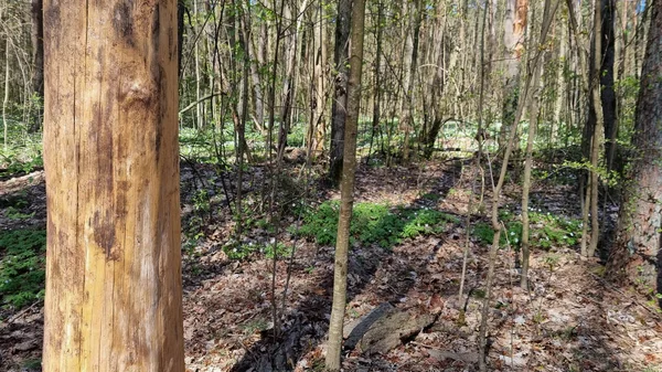 Dode Boom Het Bos Bare Boom Staat Omgeven Door Weelderig — Stockfoto