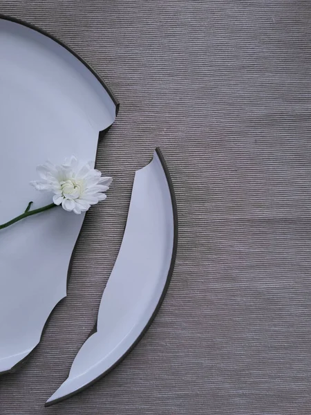 Single chrysanthemum flower lay on the broken plate. White daisy over white dining plate. Broken dreams and loneliness.