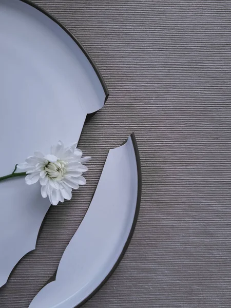 Single chrysanthemum flower lay on the broken plate. White daisy over white dining plate. Broken dreams and loneliness.