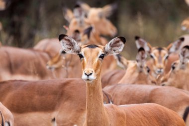 Impala uyanık
