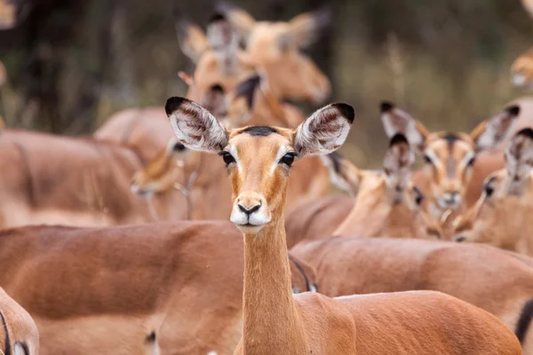 Impala uyanık — Stok fotoğraf