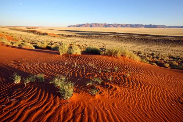 Luz de la mañana en las dunas de arena roja — Foto de Stock