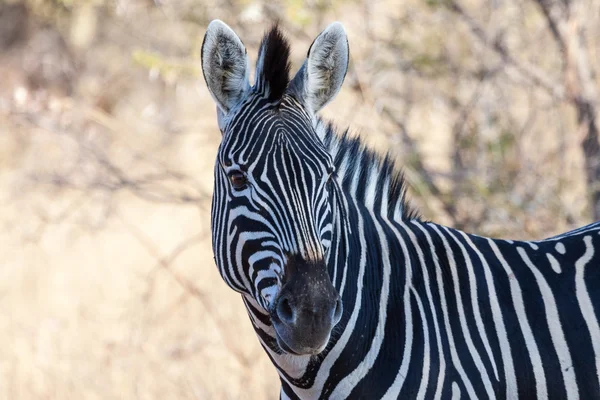 Pettyes Zebra — Stock Fotó