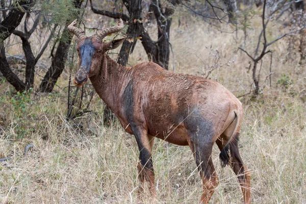 Tsessebe — Stock Photo, Image