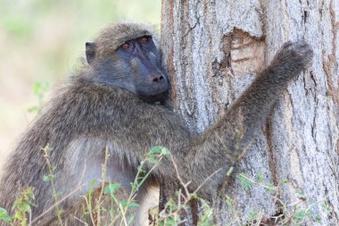 ağaç sarılma maymun