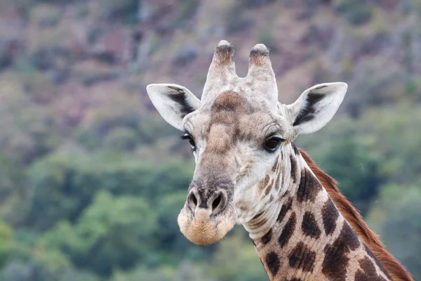 Giraffenporträt — Stockfoto
