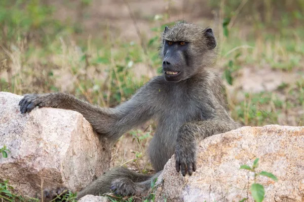 Smiling Baboon — Stock Photo, Image