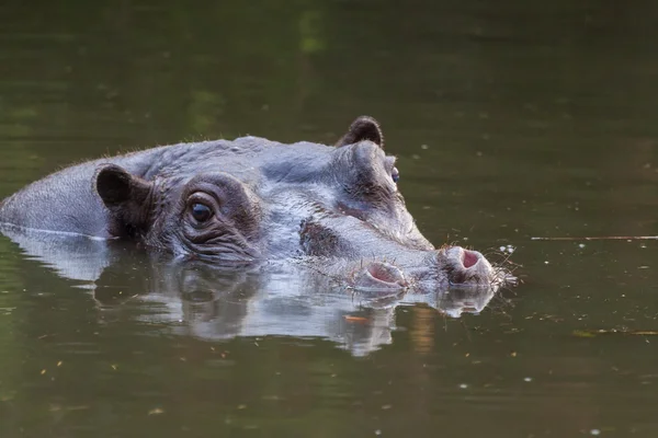 Hippo — Stock Photo, Image