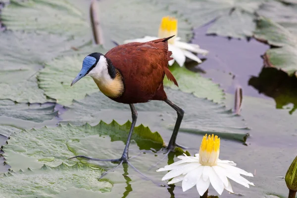 afrika jacana