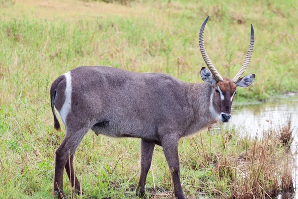 Waterbuck — Stok fotoğraf