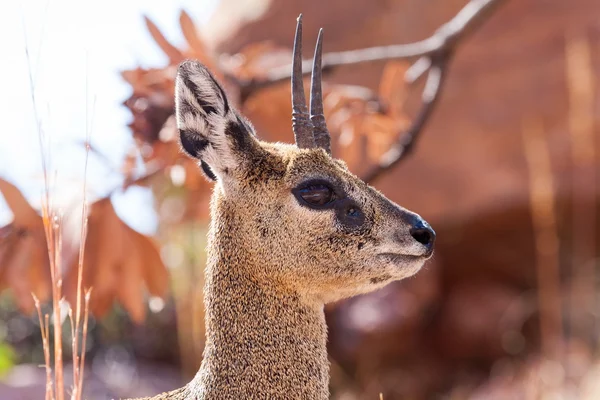 Spiegelung im Auge des Klipspringers — Stockfoto