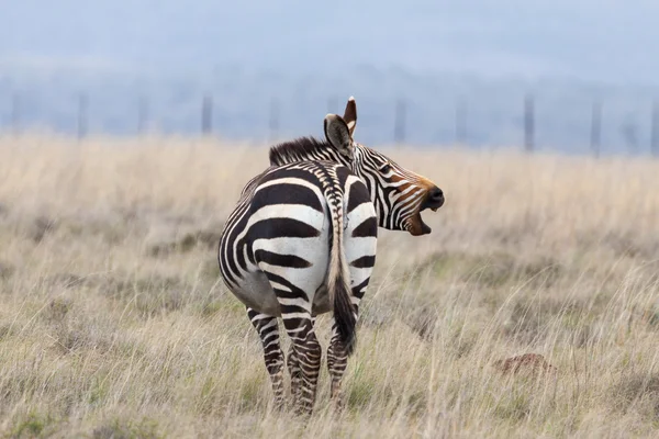 Cape mountain zebra — Stock Photo, Image