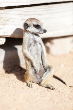 güneşin altında oturan meerkat