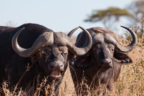 Buffalo pair — Stock Photo, Image