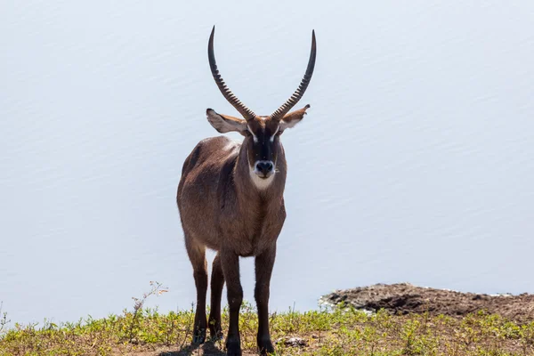 Waterbuck — Stock Photo, Image