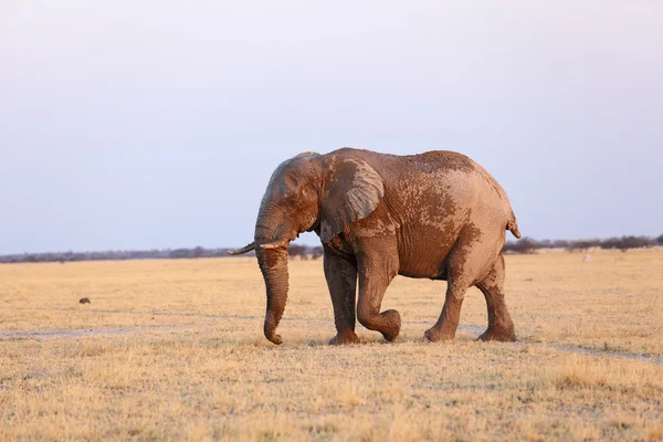 Stompy the elephant — Stock Photo, Image