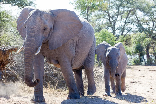 Elefánt tehén és borjú — Stock Fotó