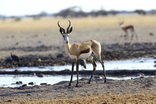 Springbok en el abrevadero —  Fotos de Stock