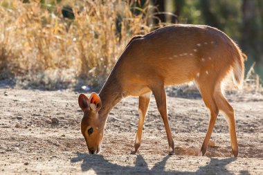 Bushbuck clipart