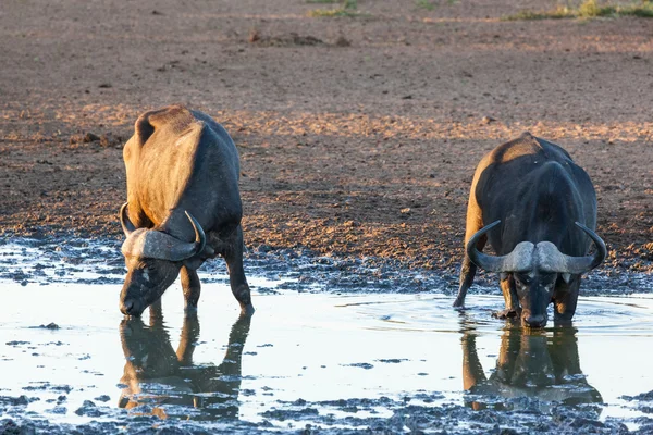 Buffalo sta bevendo acqua — Foto Stock
