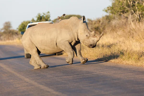 Vzpínajícího nosorožce — Stock fotografie