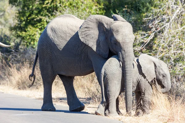 Elefante joven abrazar bebé elefante —  Fotos de Stock