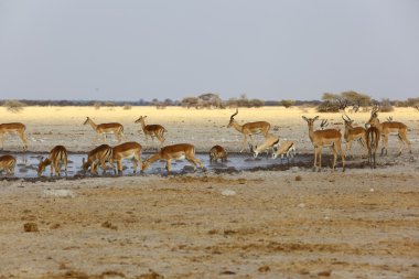 impala ve Springboks ziyarette200
