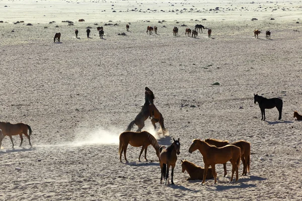 Wild horses of the Namib playing — Stock Photo, Image