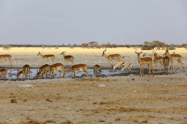Impala and Springbok at the waterhole — Stock Photo, Image