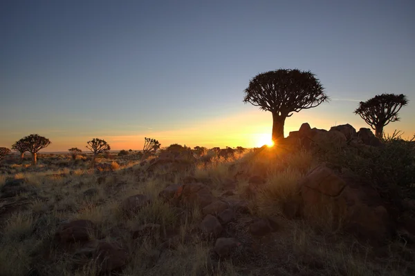 Titreme ağaç sunset — Stok fotoğraf