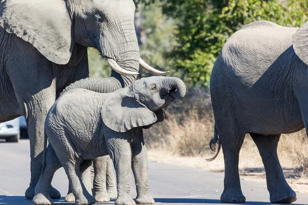 Elefante bebé — Foto de Stock