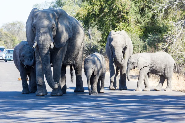 Elefánt család — Stock Fotó