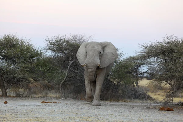 Elefant på nxai pan np — Stockfoto