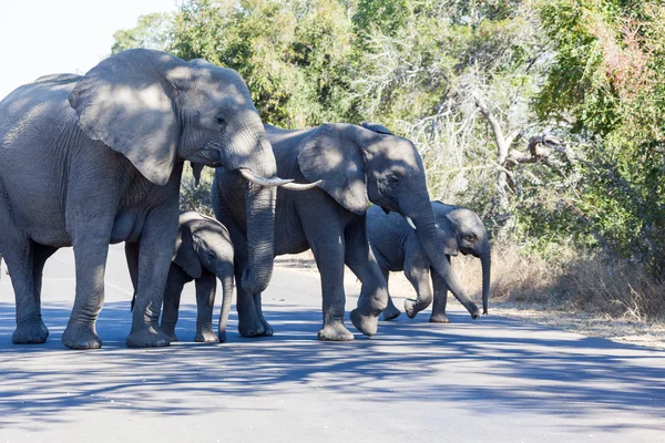 Familia de elefantes — Foto de Stock