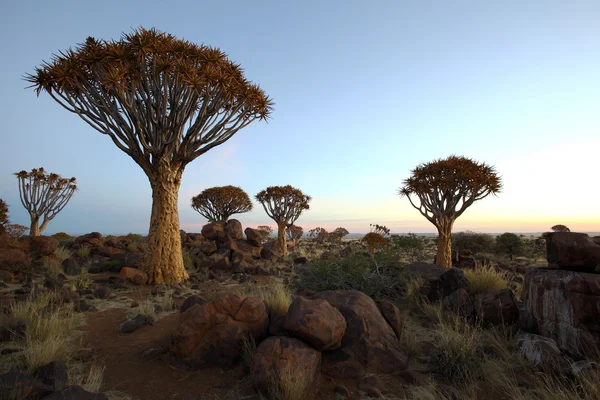 Floresta de Quiver Tree — Fotografia de Stock