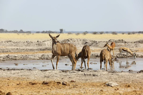 Kudu's at the waterhole in Nxai Pan NP — Stock Photo, Image