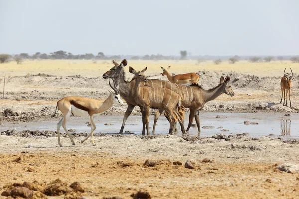 W kudu i Springbok w otwór wody — Zdjęcie stockowe