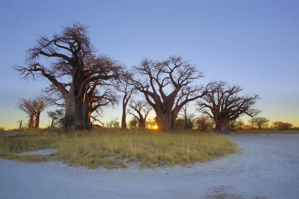 Sunrise at Baines Baobabs — Stock Photo, Image