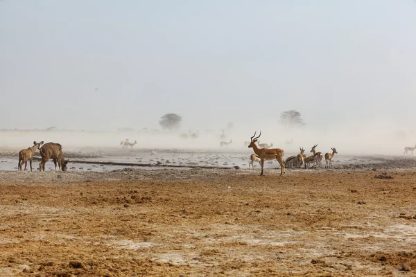 Dust storm at the water hole — Stock Photo, Image