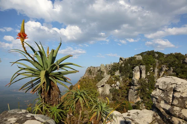 kaapsehoop, ödağacı