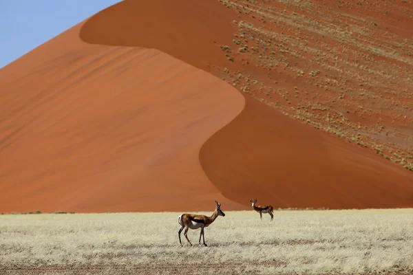 Springbucks en la duna — Foto de Stock