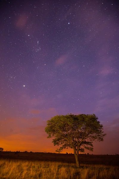 Les étoiles à l'heure bleue — Photo